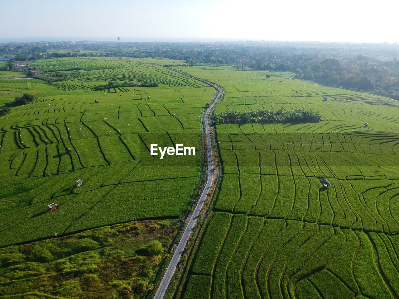 HIGH ANGLE VIEW OF RICE PADDY