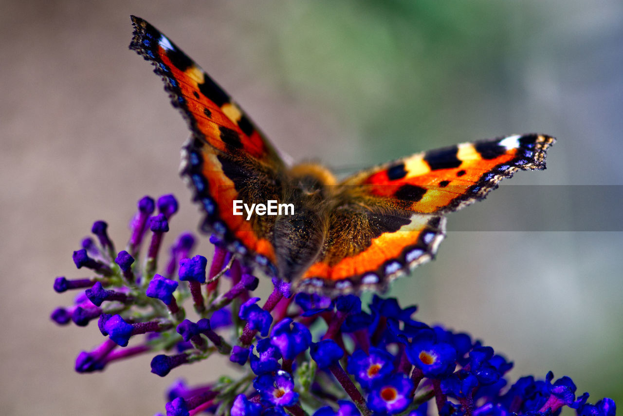 Close-up of tortoiseshell butterfly pollinating on blue flower