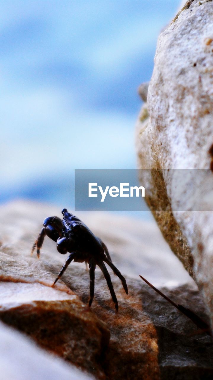 CLOSE-UP OF INSECT ON ROCK AGAINST SKY