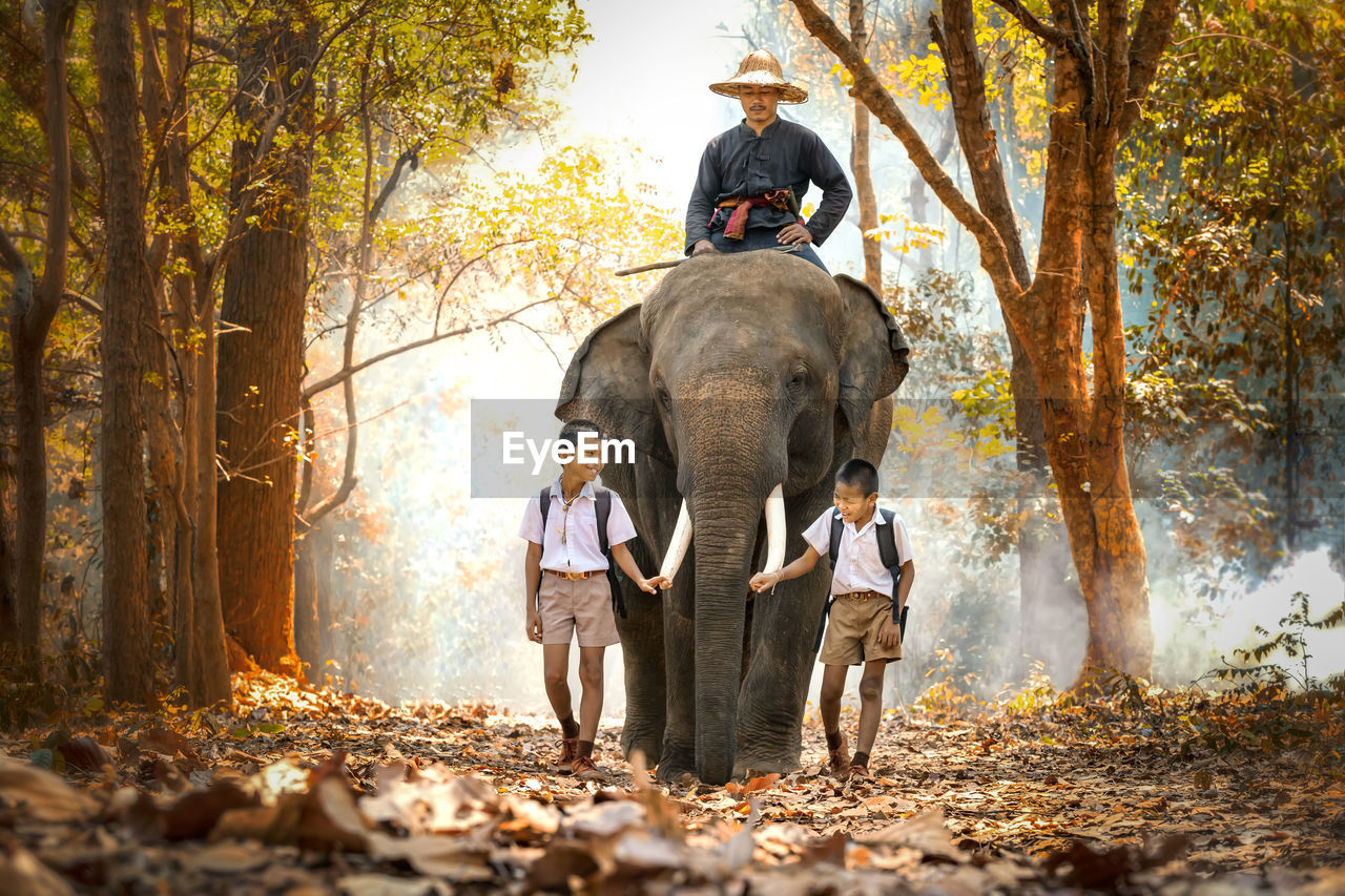 Man sitting on elephant with boys walking in forest