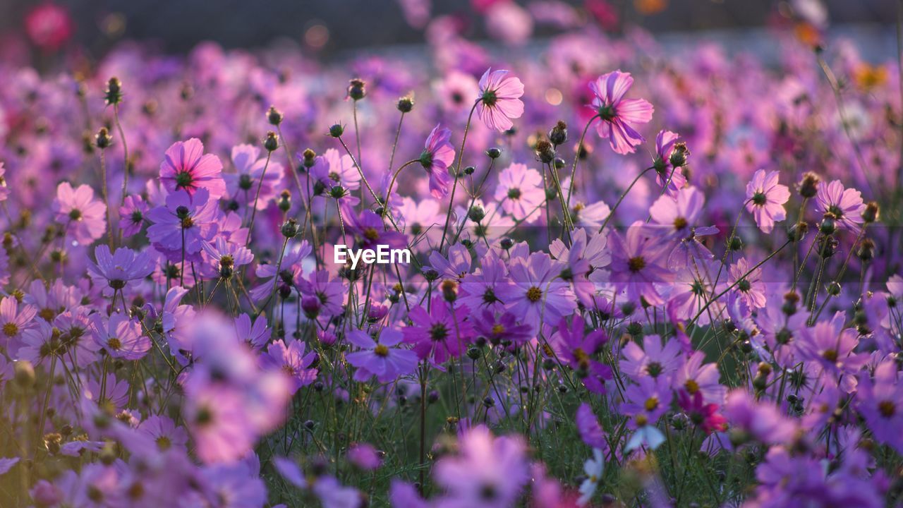 Cosmos in the sunshine