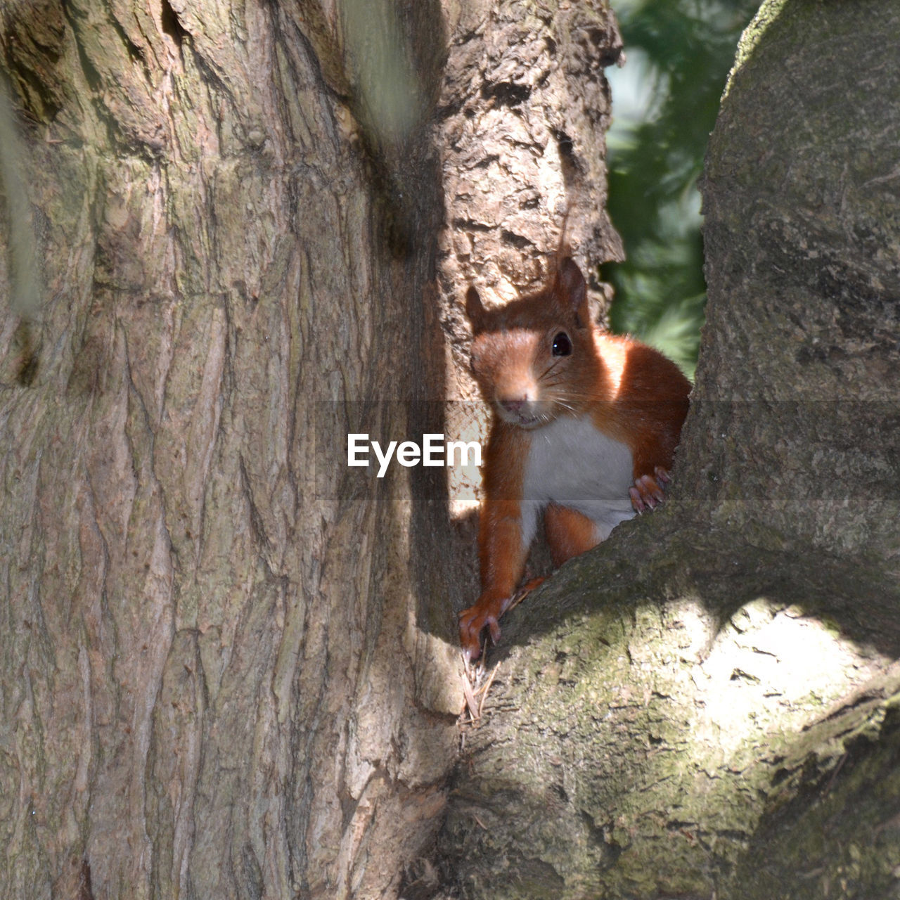 CLOSE-UP OF SQUIRREL ON TREE TRUNK