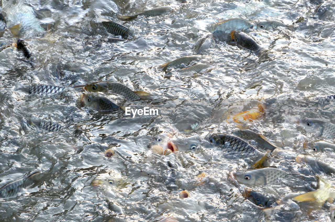 HIGH ANGLE VIEW OF FISH IN SEA