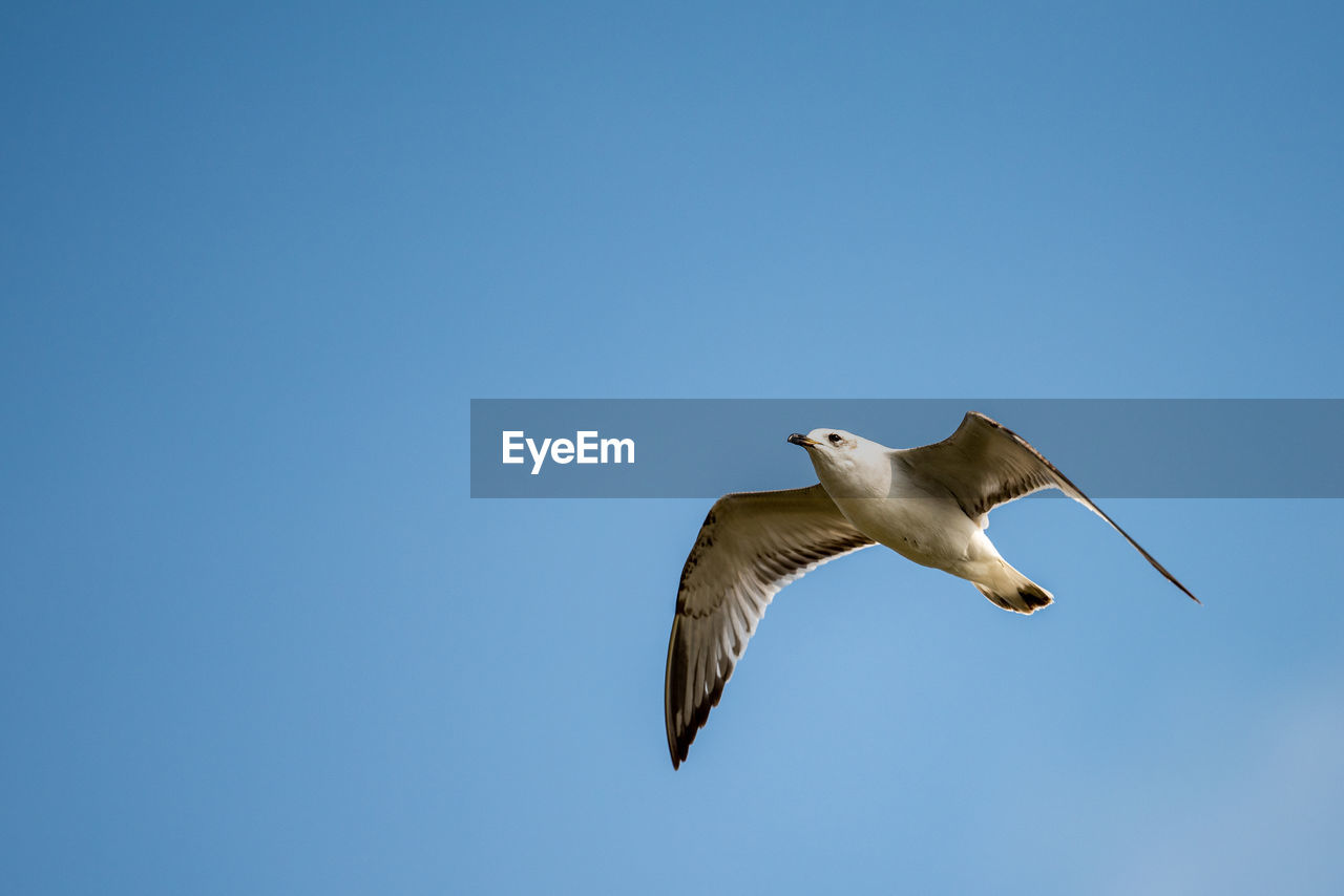 LOW ANGLE VIEW OF SEAGULL FLYING IN THE SKY