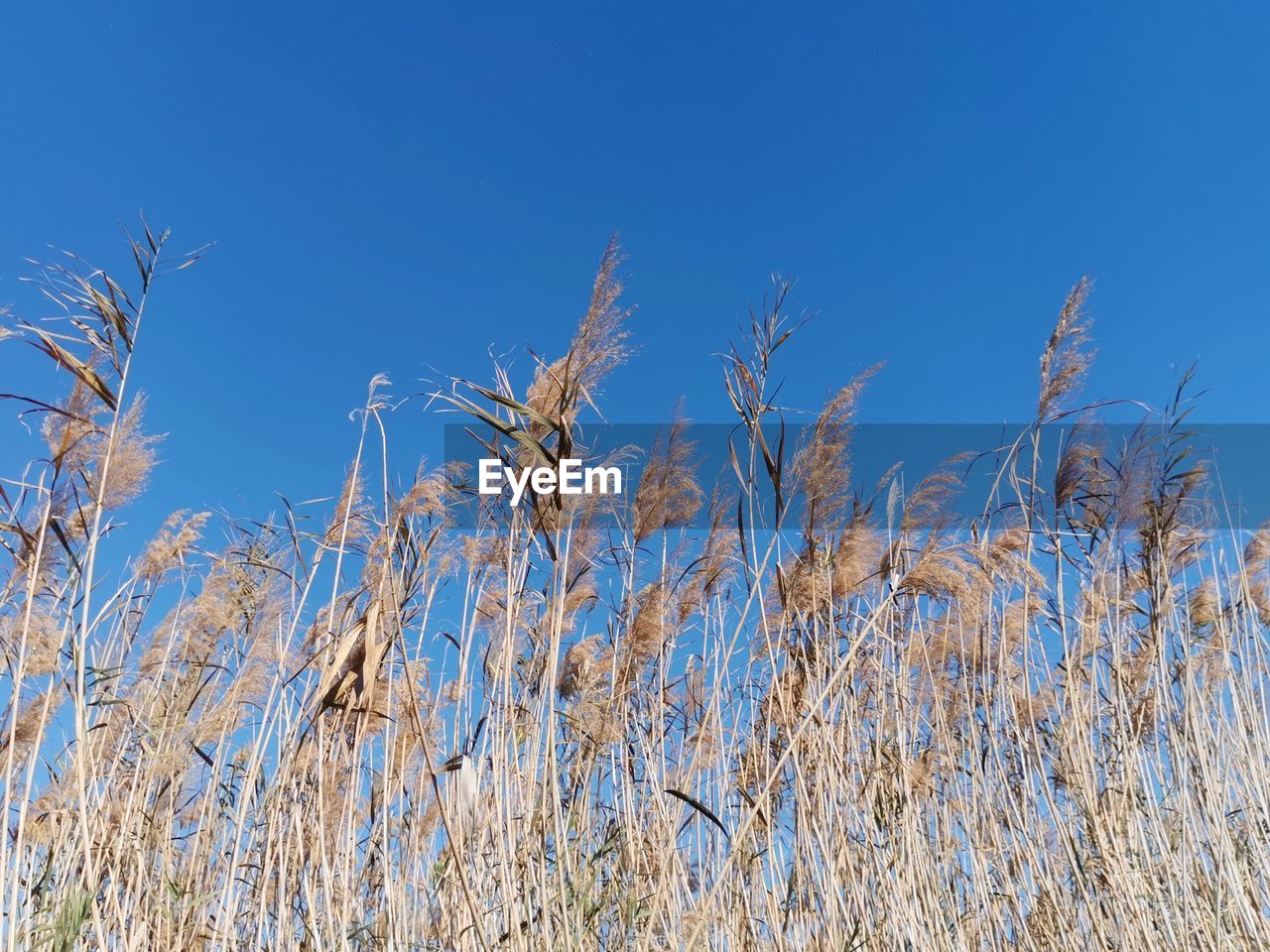 grass, plant, prairie, sky, field, blue, nature, growth, clear sky, no people, land, landscape, beauty in nature, grassland, day, branch, tranquility, agriculture, frost, outdoors, crop, low angle view, wheat, tree, cereal plant, environment, scenics - nature, sunny, rural scene, meadow, sunlight, close-up, dry