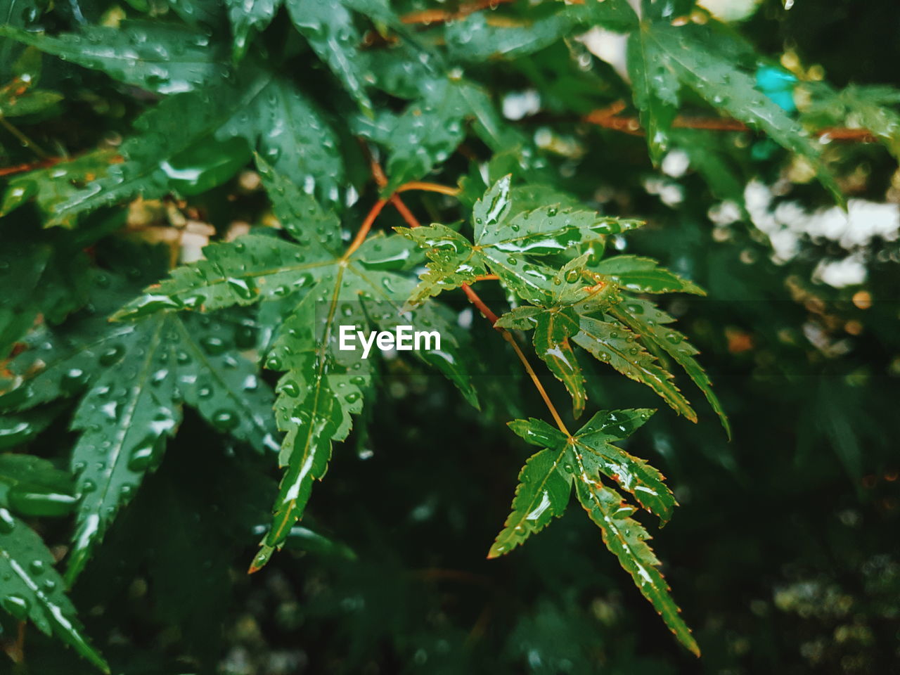 Close-up of wet plants during monsoon