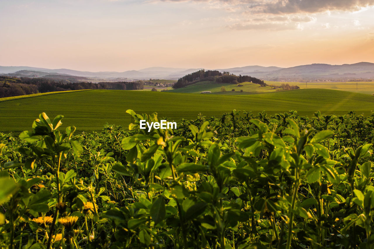 Scenic view of field against sky