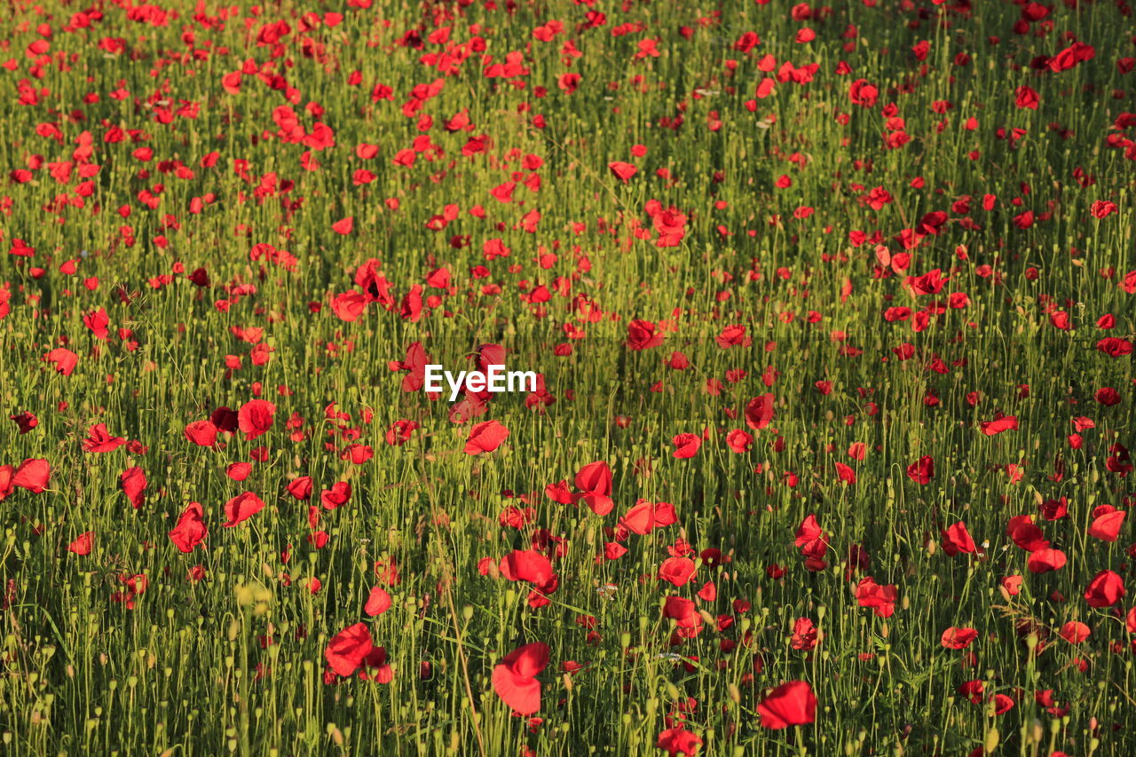 Close-up of red poppy flowers in field