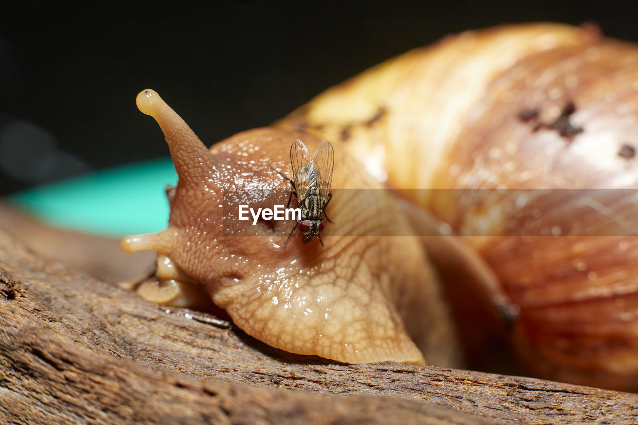 CLOSE-UP OF SNAIL ON WOODEN WOOD