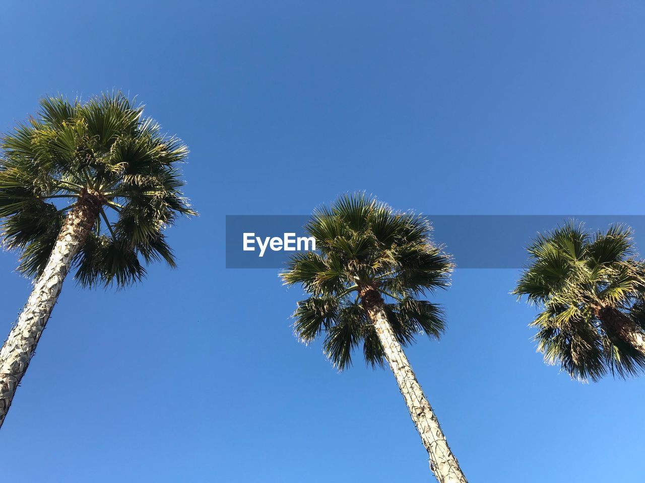 Low angle view of coconut palm trees against clear blue sky