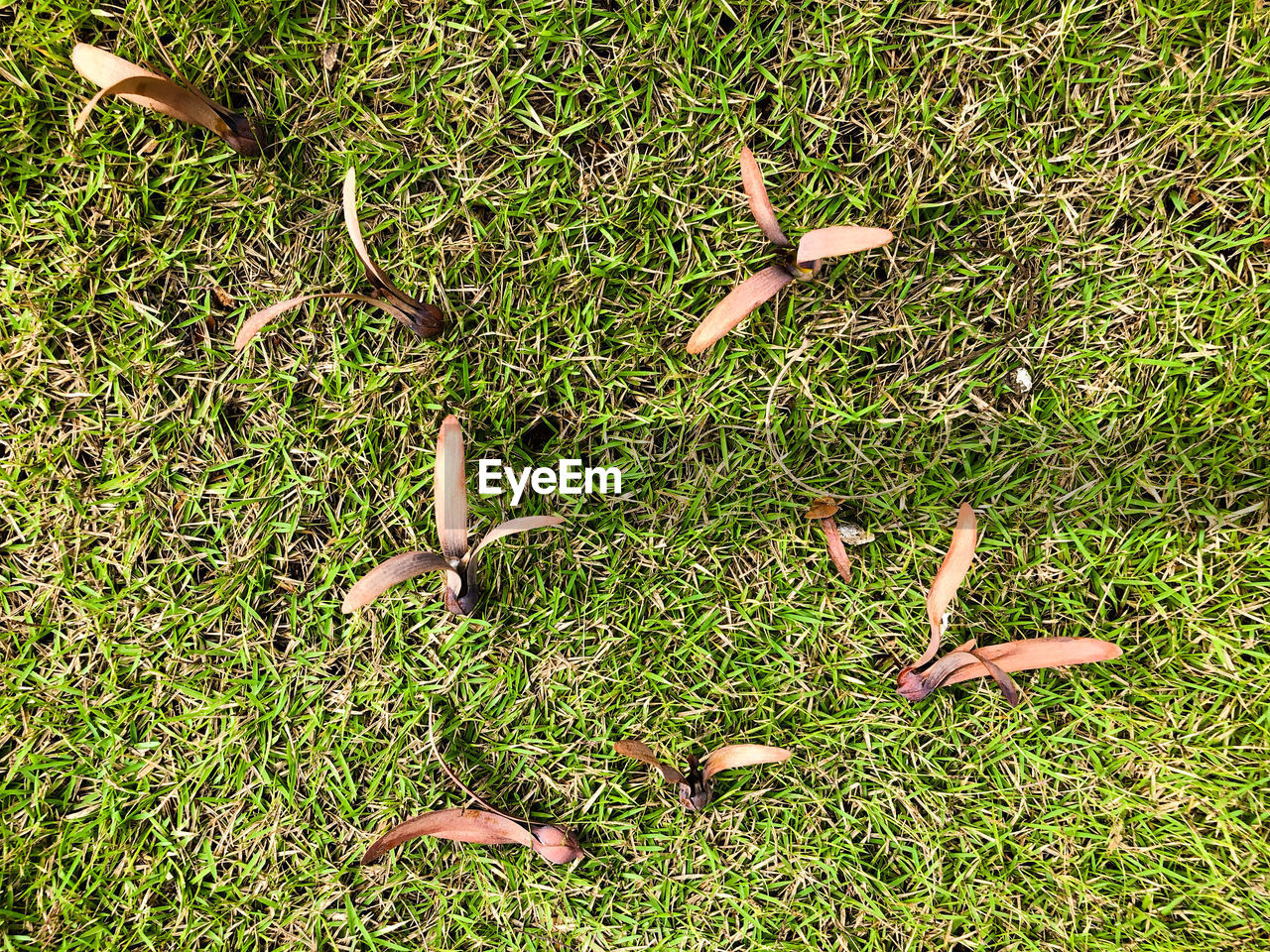 HIGH ANGLE VIEW OF LIZARD ON GRASSY FIELD