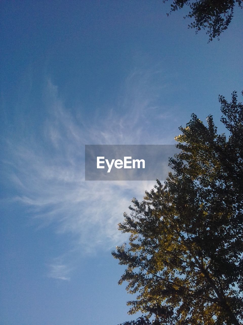 LOW ANGLE VIEW OF TREES AGAINST SKY