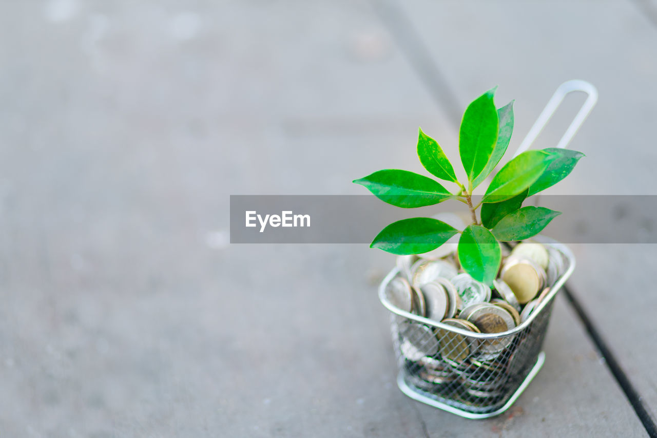 Close-up of potted plant on table