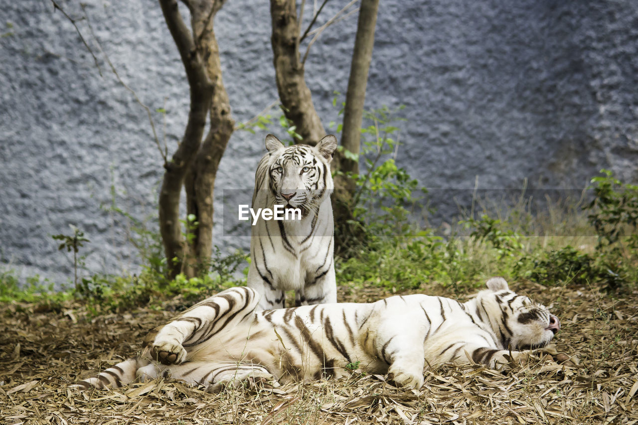 White tigers in zoo