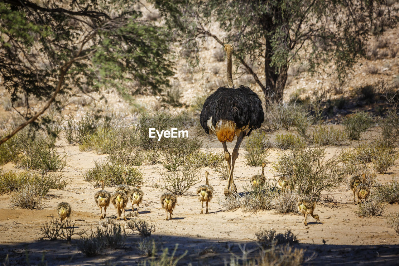 VIEW OF A BIRD ON LAND