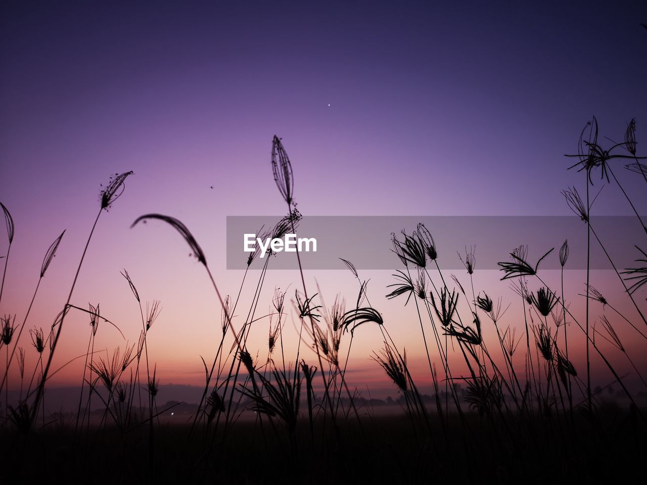 SILHOUETTE OF STALKS IN FIELD AGAINST SUNSET