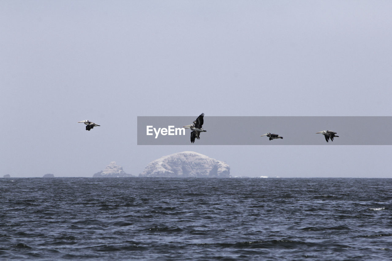 Birds flying over sea against sky