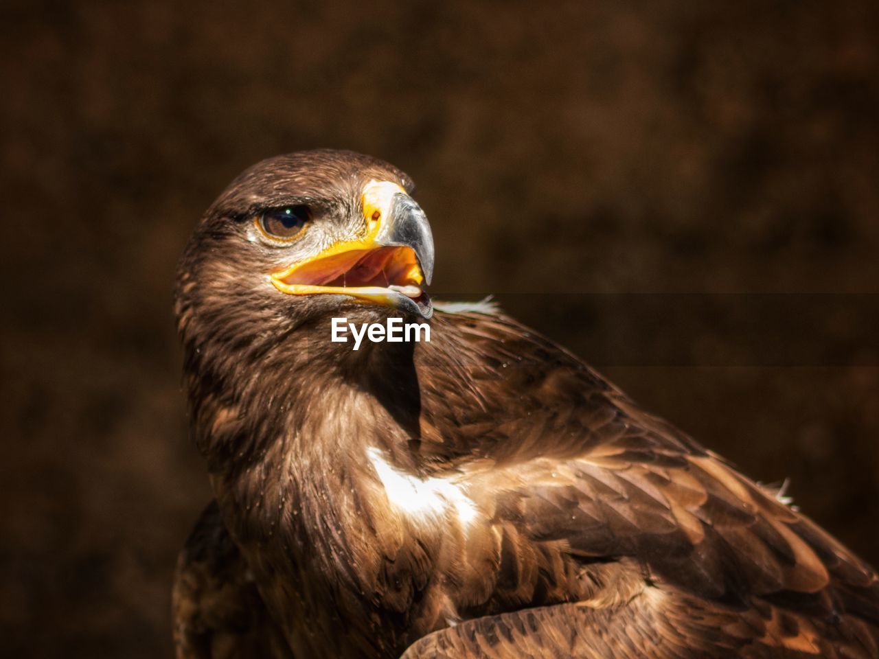 Close-up of eagle against blurred background