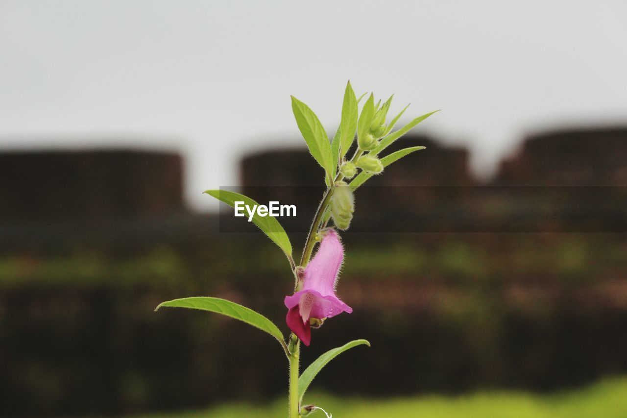 CLOSE-UP OF FLOWER