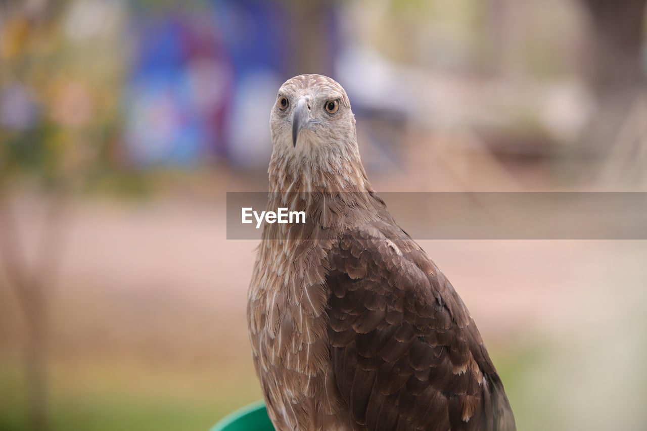 CLOSE-UP OF A BIRD