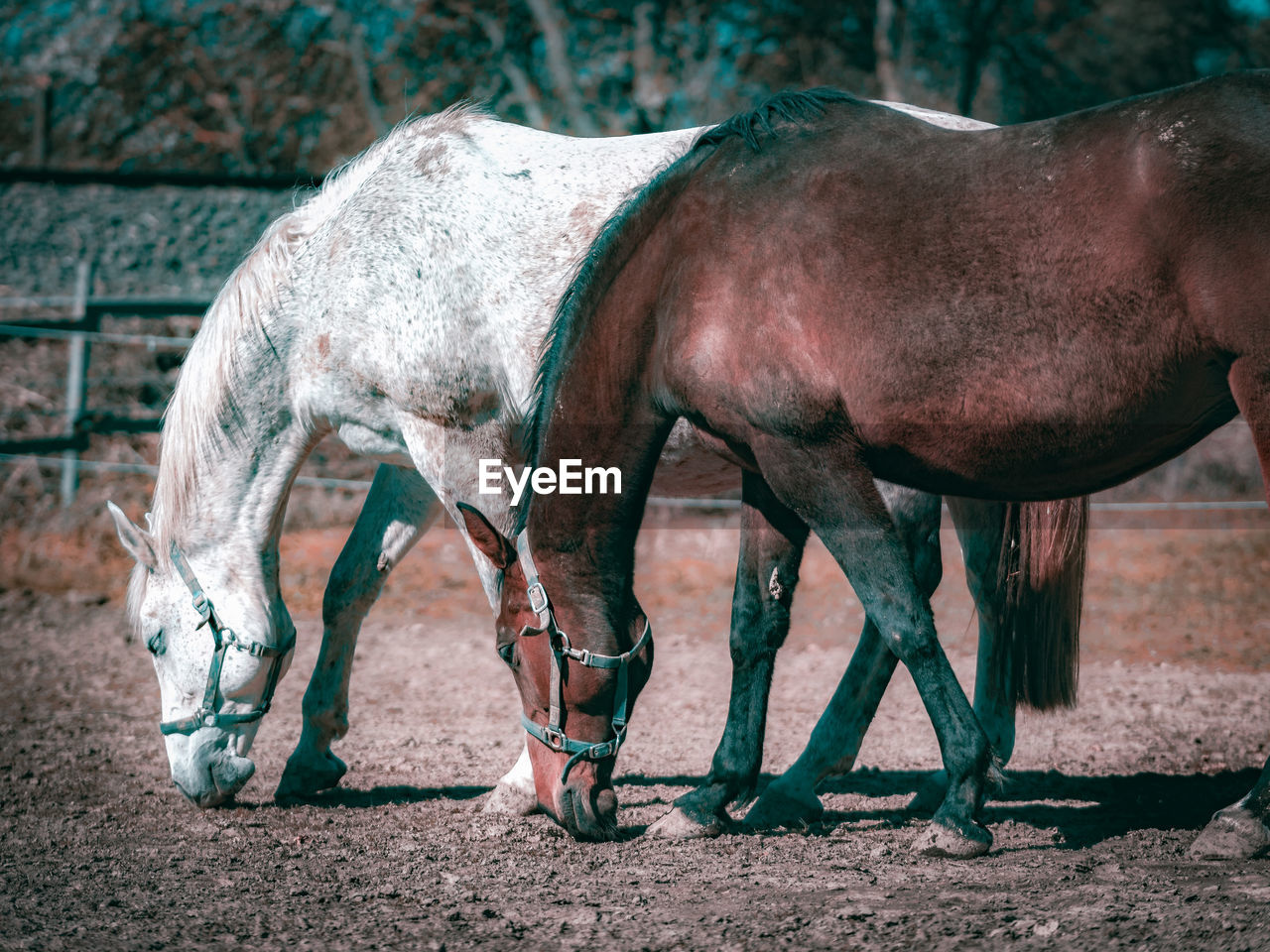 Side view of horse in ranch