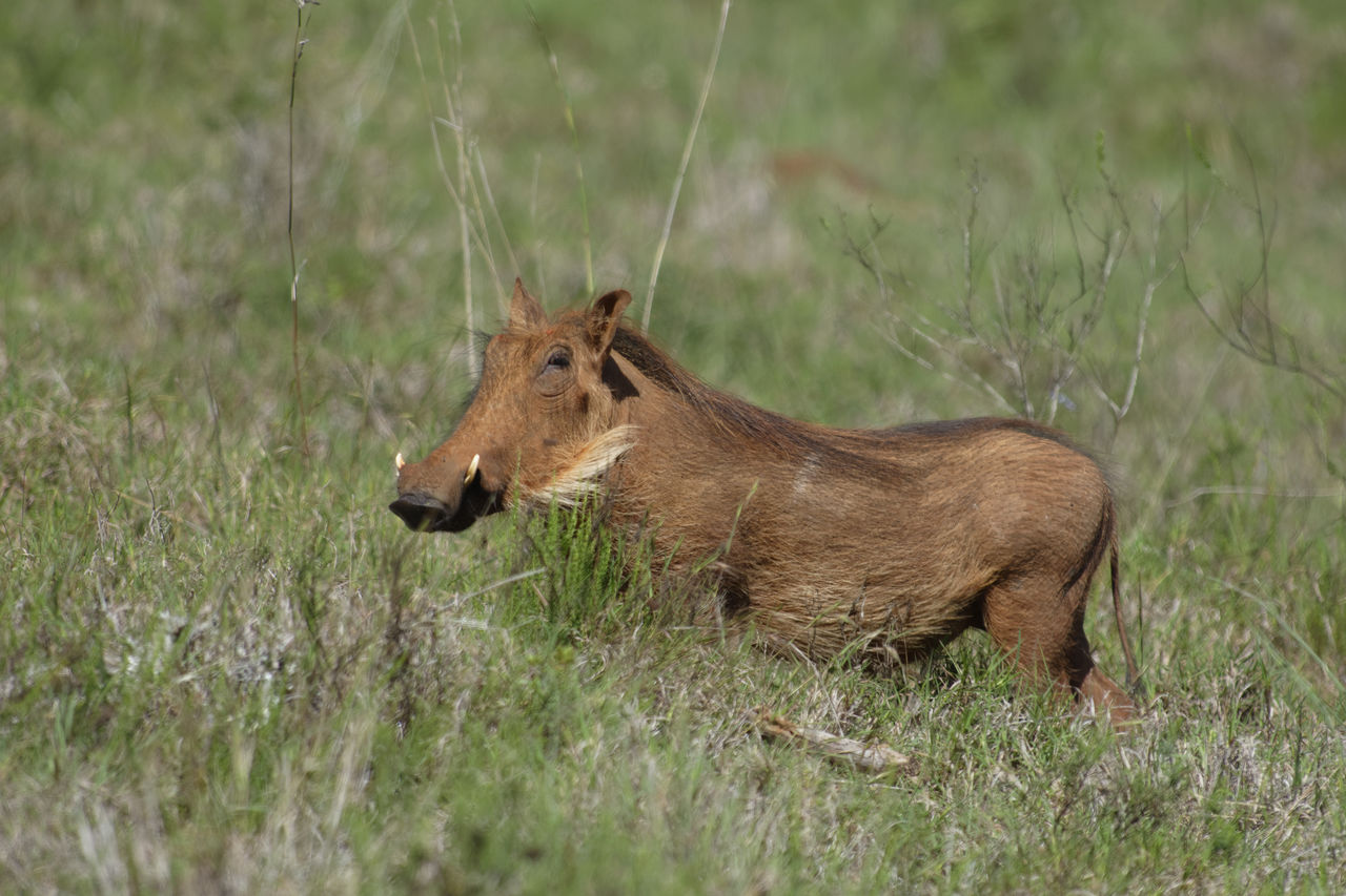 Warthog standing on grassy field