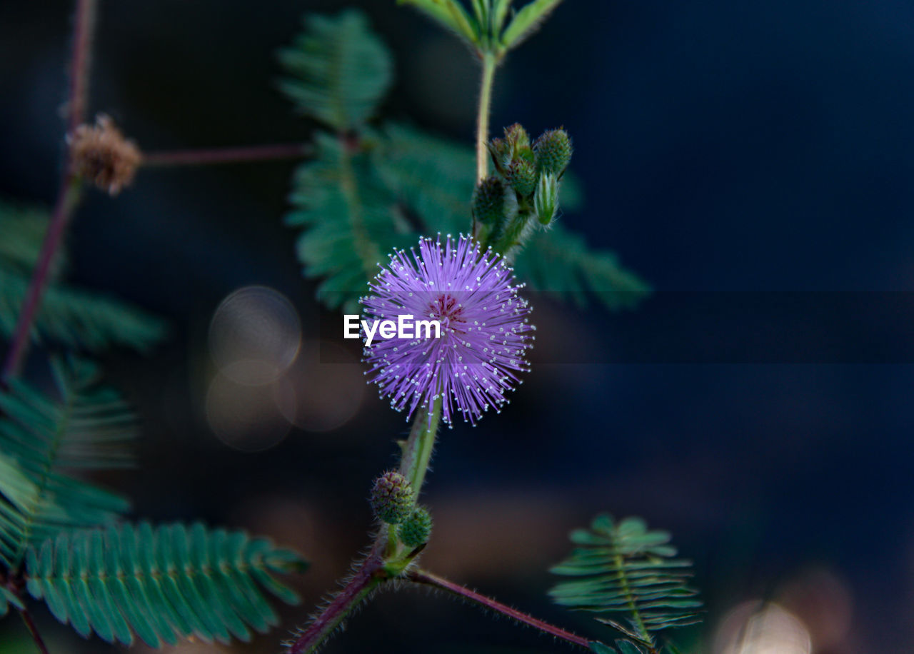 CLOSE-UP OF PURPLE FLOWERING PLANT AGAINST BLUE SKY