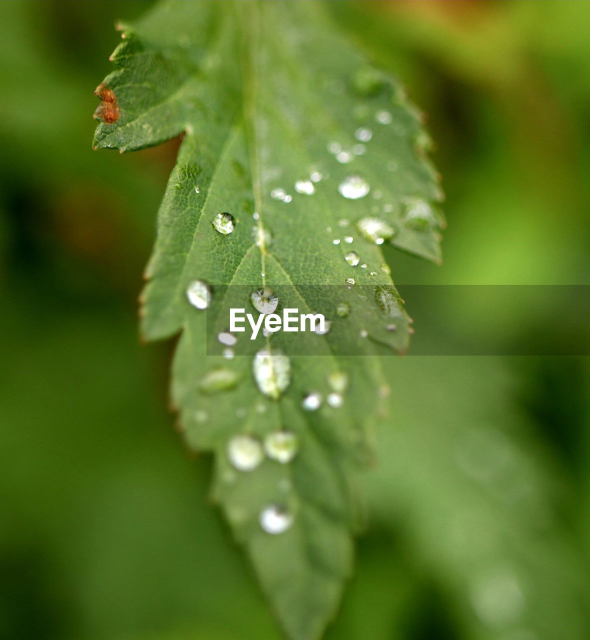 Close-up of wet plant leaves