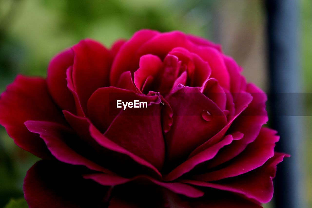 CLOSE-UP OF PINK ROSES