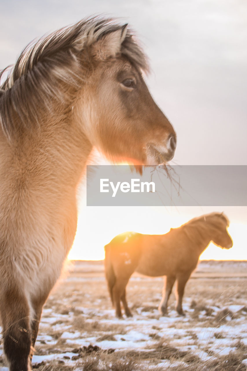 The iconic icelandic horse