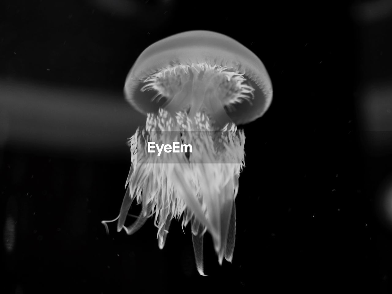 Close-up of jellyfish swimming in aquarium