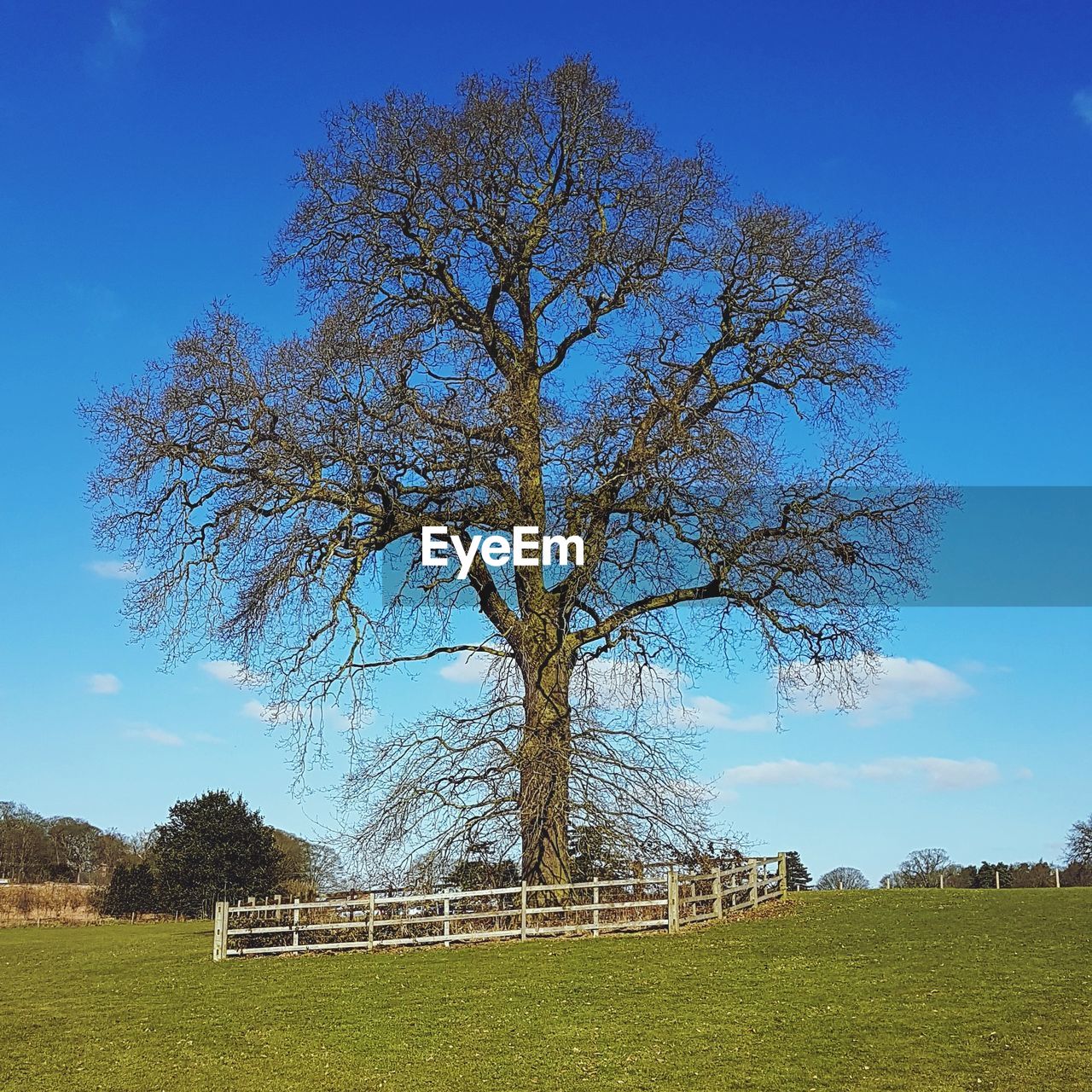 Bare tree on field against blue sky