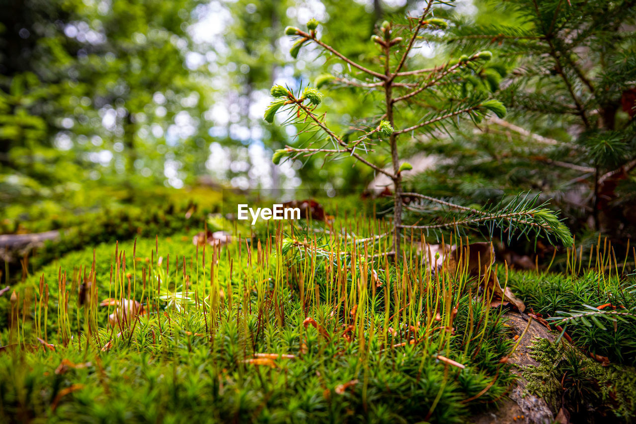 Plants growing on field