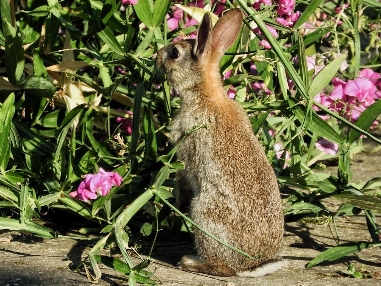 CLOSE-UP OF CAT AMIDST PLANTS