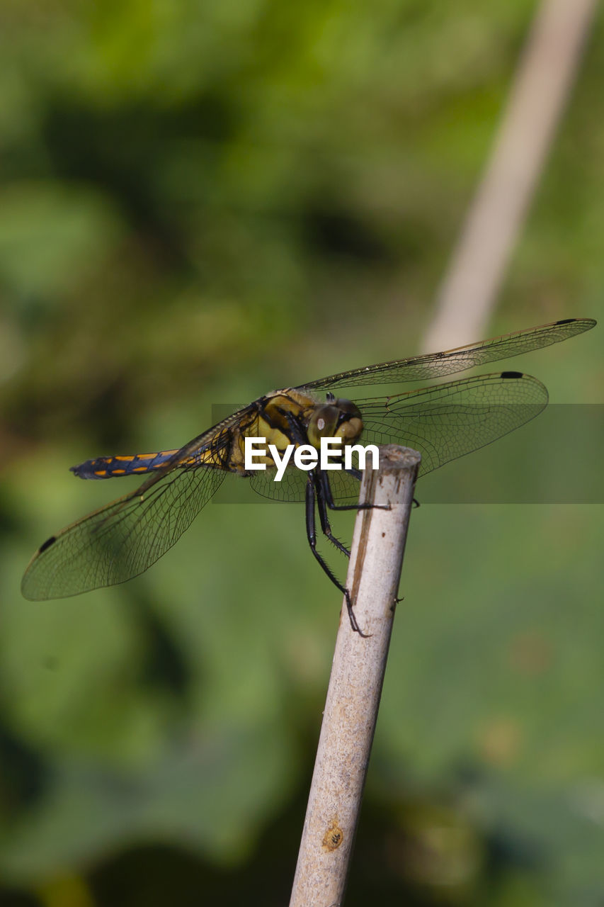 CLOSE-UP OF DRAGONFLY