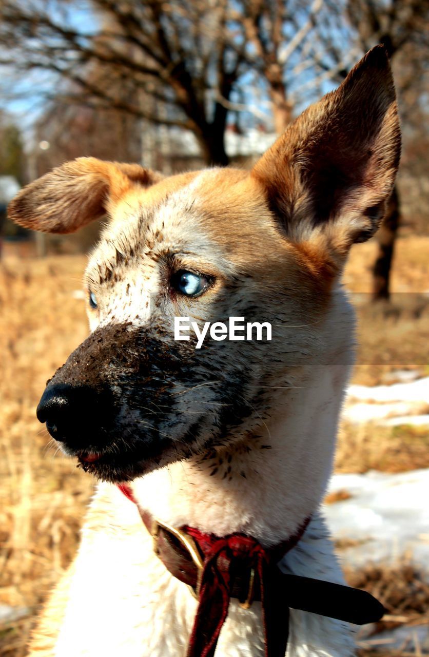 Close-up of dog