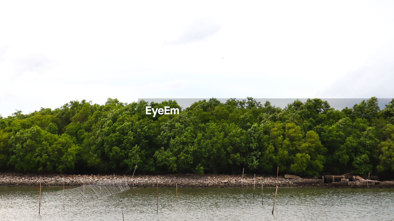 SCENIC VIEW OF LAKE AGAINST TREES