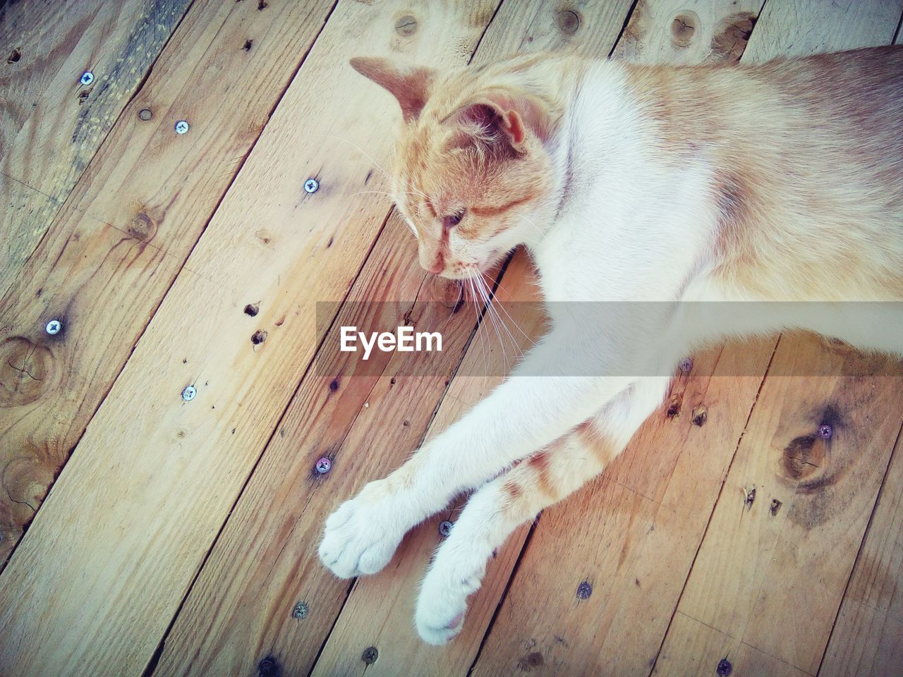 High angle view of cat relaxing on hardwood floor