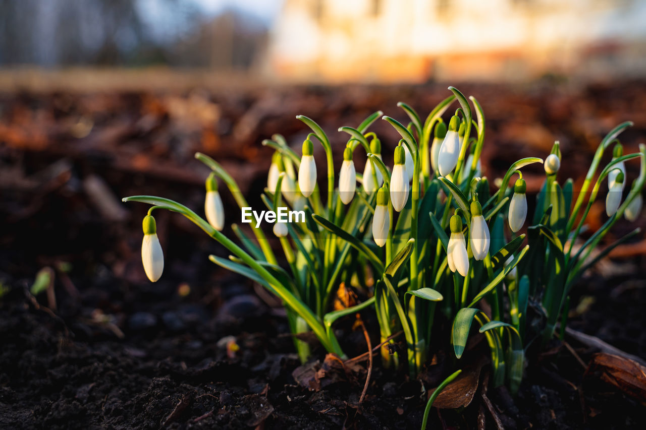 plant, flower, nature, snowdrop, flowering plant, beauty in nature, growth, close-up, freshness, focus on foreground, no people, land, green, soil, plant part, leaf, outdoors, grass, springtime, dirt, field, vegetable, day, food, fragility, yellow, environment, agriculture, landscape, garden