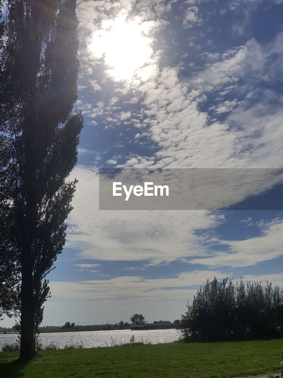 SCENIC VIEW OF TREES GROWING ON FIELD AGAINST SKY