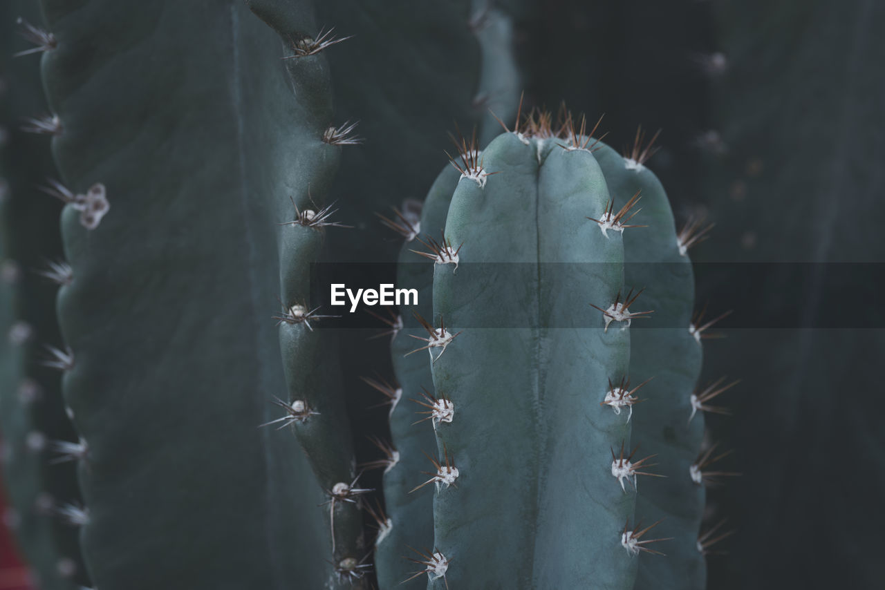 Close-up view of dark green cactus