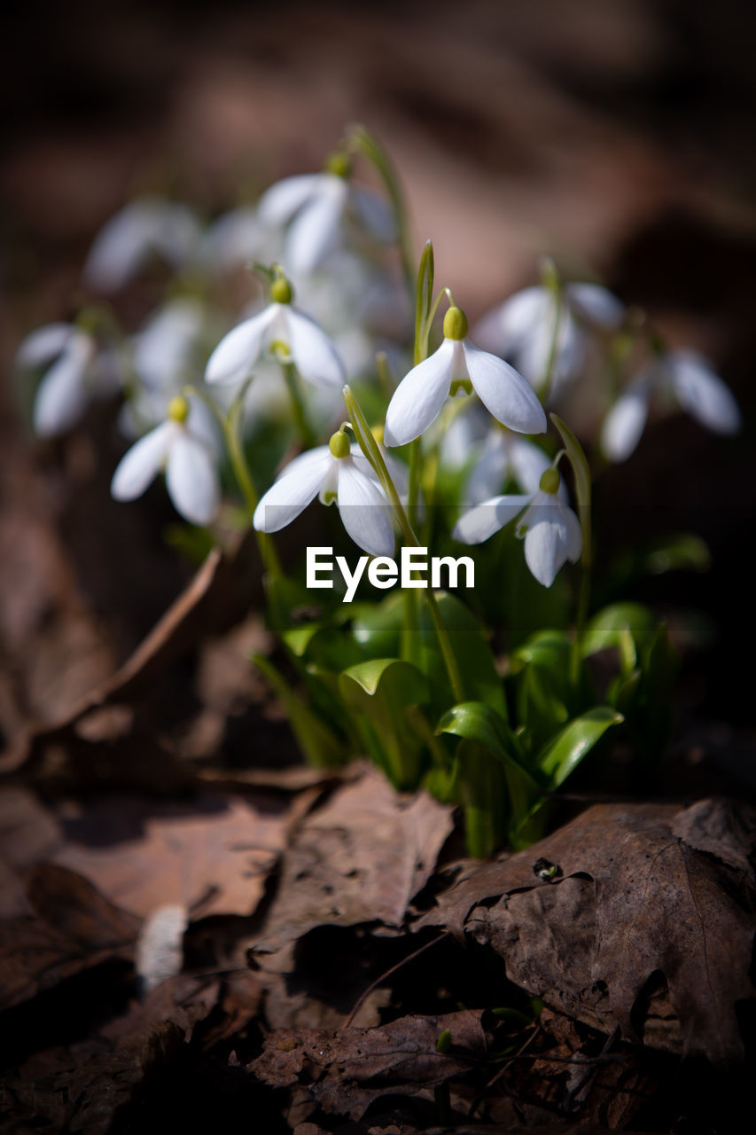 CLOSE-UP OF WHITE FLOWERING PLANTS ON LAND