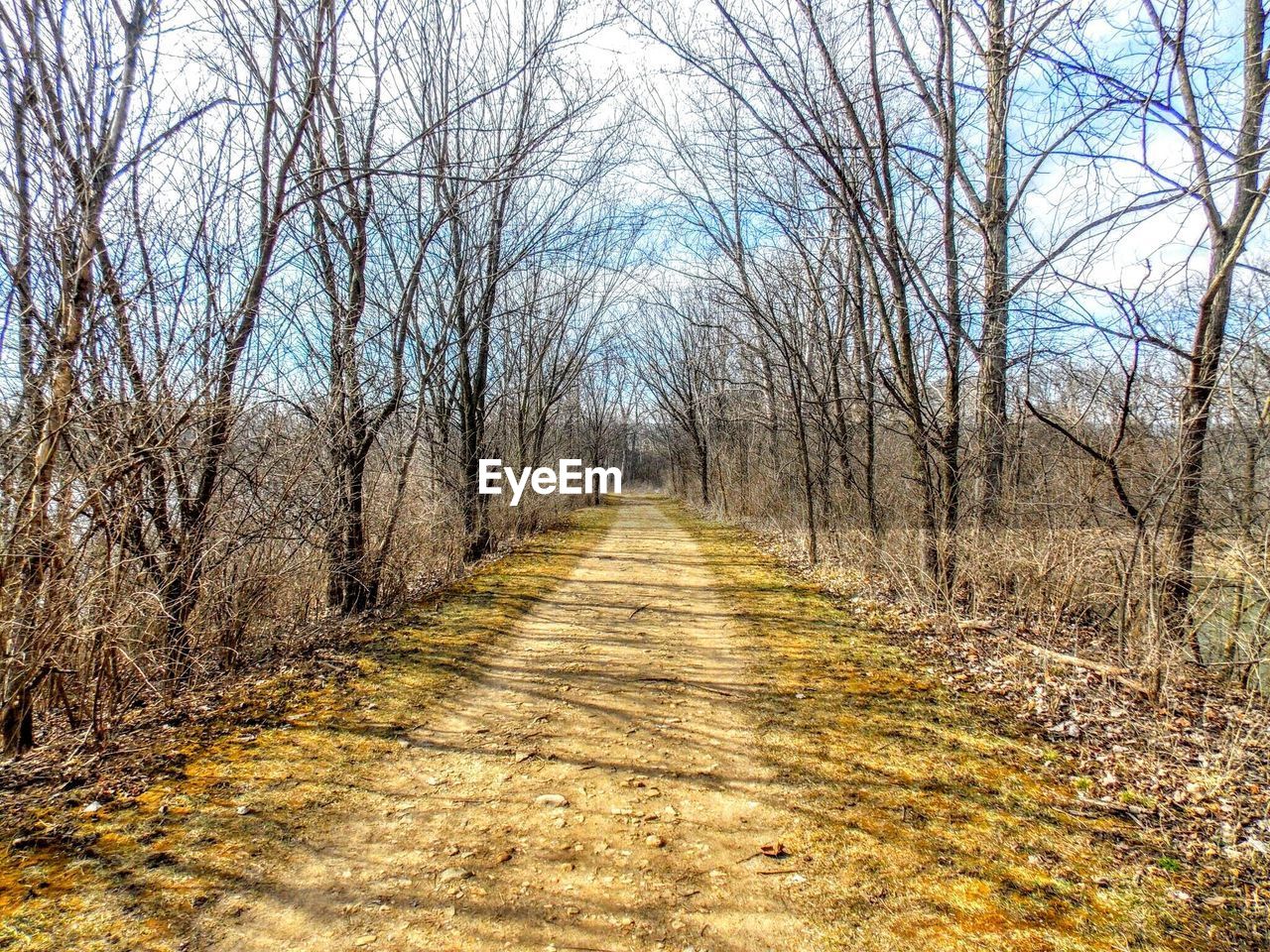 Empty footpath along trees