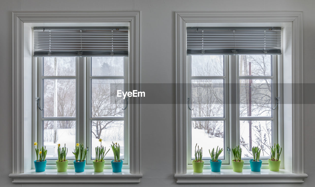 PLANTS SEEN THROUGH WINDOW