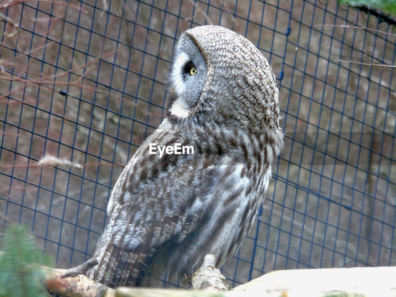 CLOSE-UP OF OWL ON CAGE