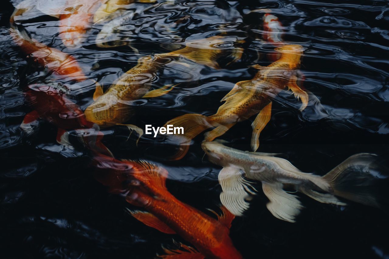 HIGH ANGLE VIEW OF KOI CARPS IN WATER