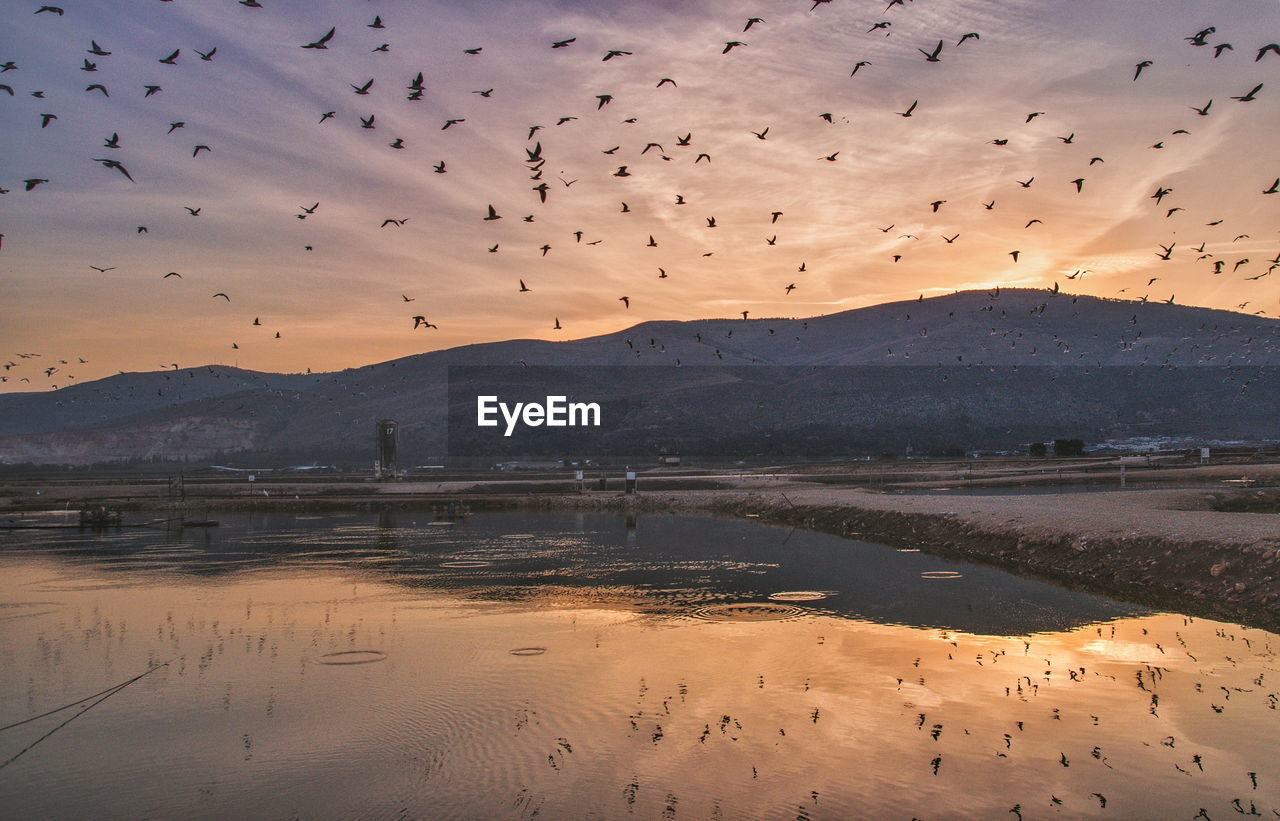 Flock of birds flying over calm lake by mountains against sky during sunset