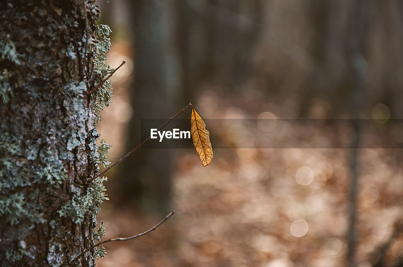 CLOSE-UP OF AUTUMN LEAVES ON TREE