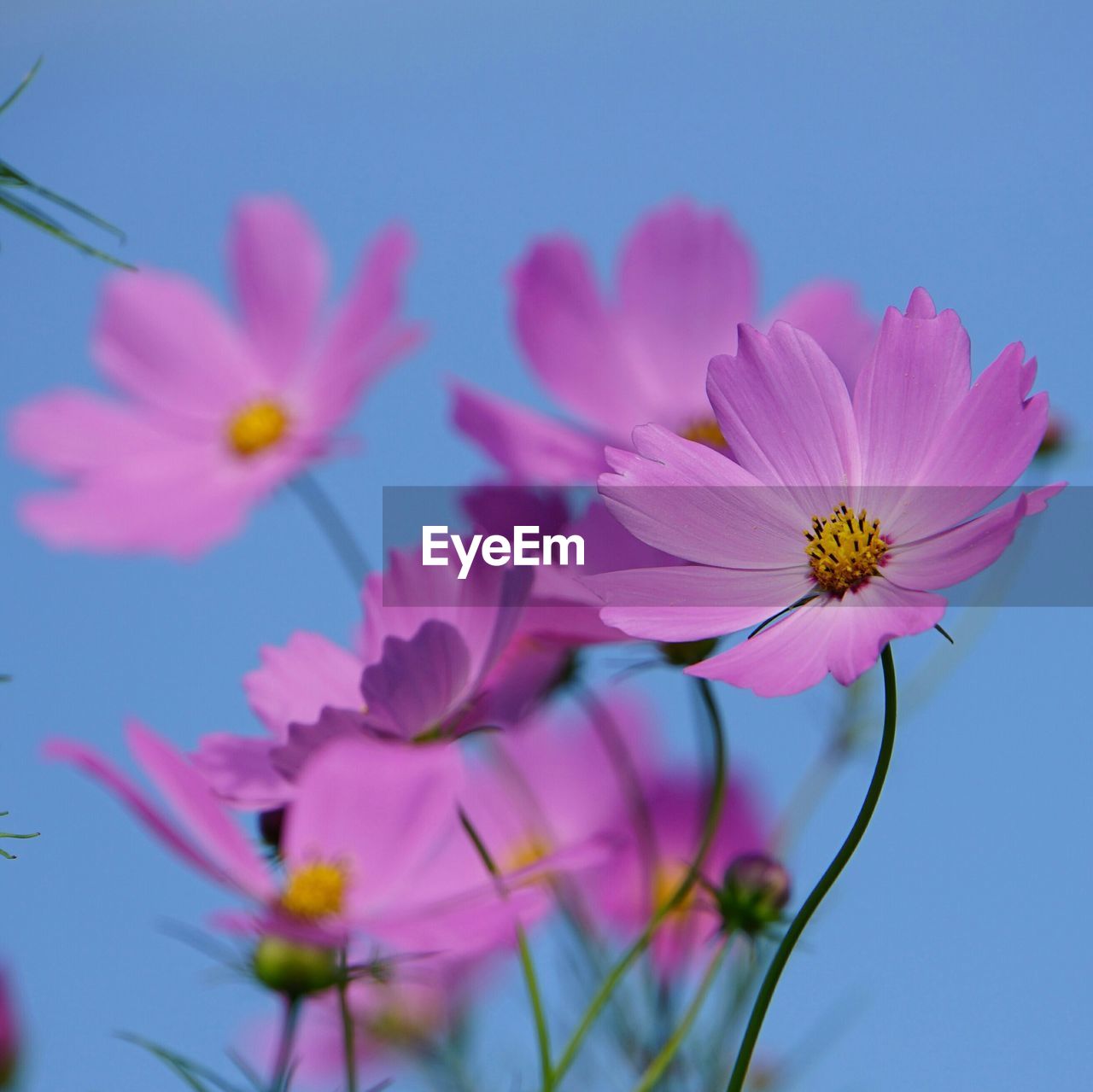 Close-up of pink cosmos flowers against clear blue sky