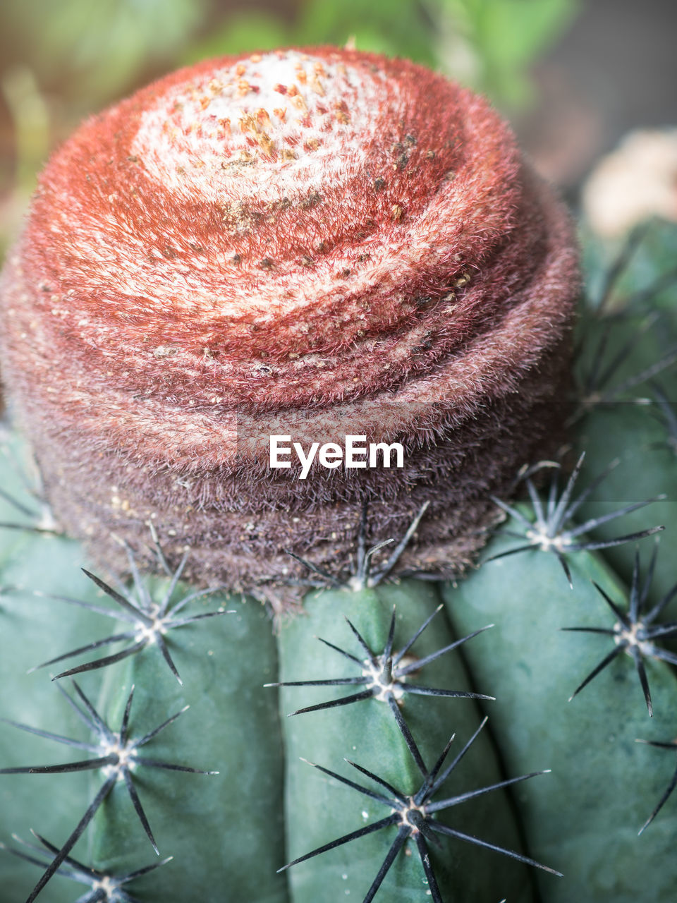 CLOSE-UP OF SUCCULENT PLANT